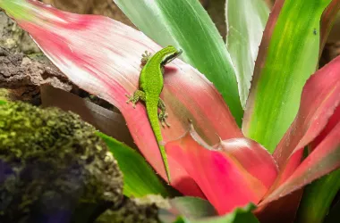 Le gecko vert de Manapany