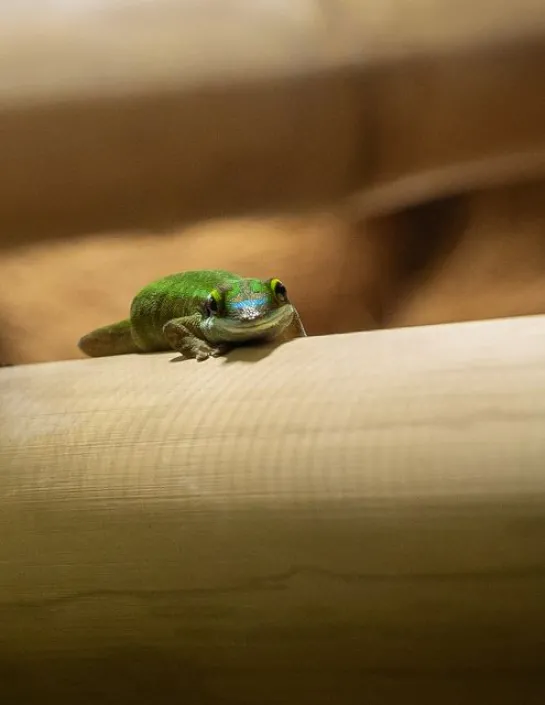 Manapany Day Gecko