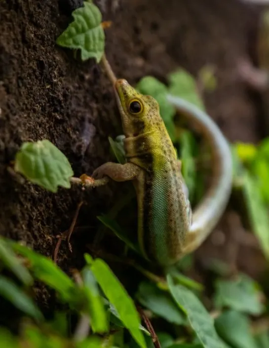 gecko de klemmer Phelsuma Klemmeri