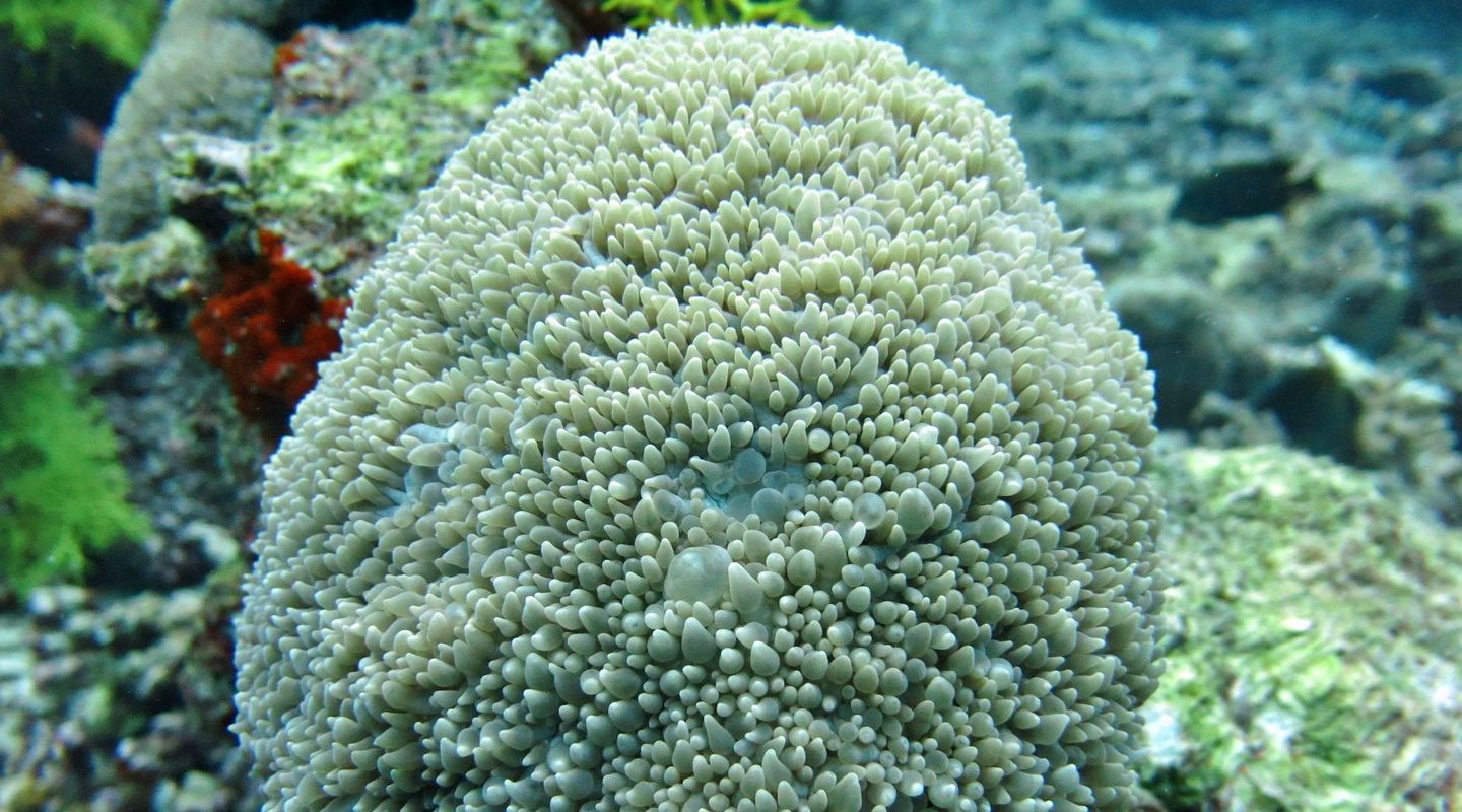 Bubble Pearl G - Reef Aquários - Animais Marinhos