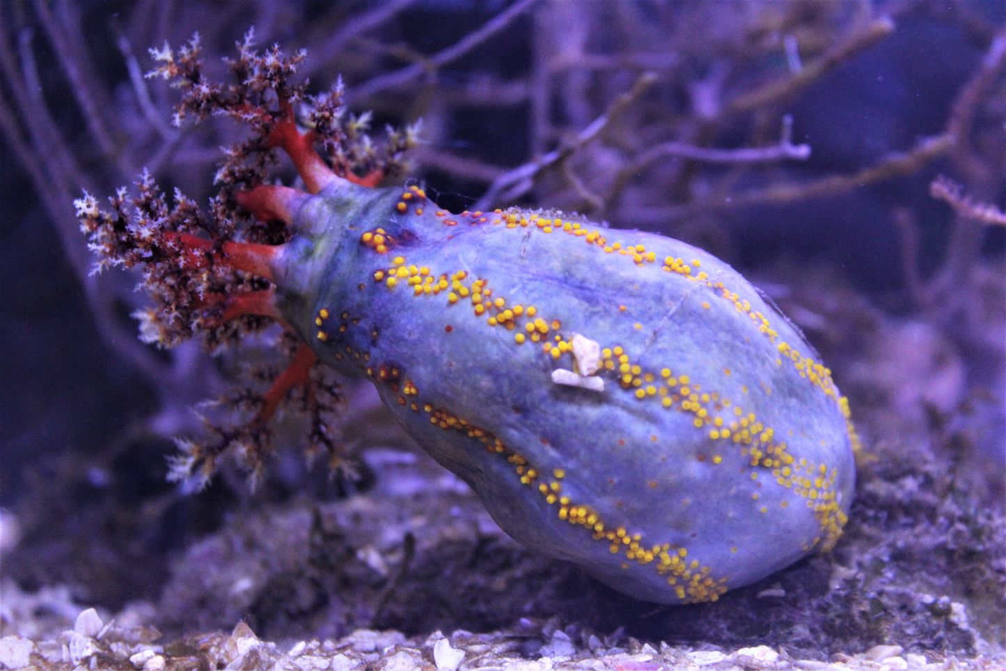 La pomme de mer | Nausicaa