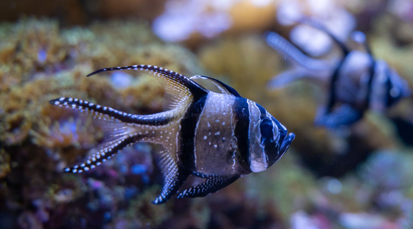 Discover the Banggai Cardinalfish | Nausicaa