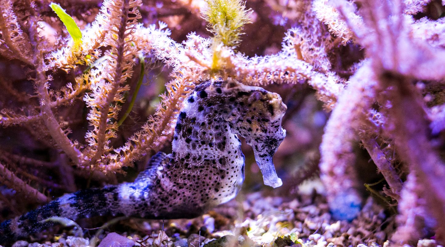 Nausicaá: une vingtaine de bébés hippocampes font leurs premiers tours d' aquarium - La Voix du Nord