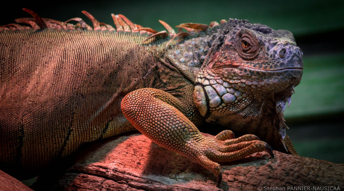 Discover the common green iguana| Nausicaa