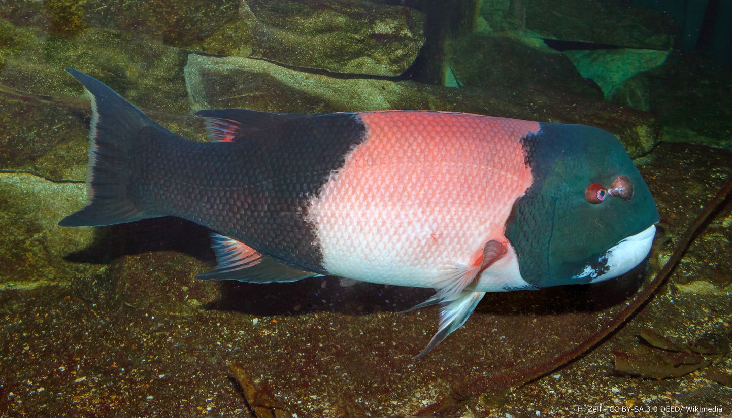 The California sheephead | Nausicaa