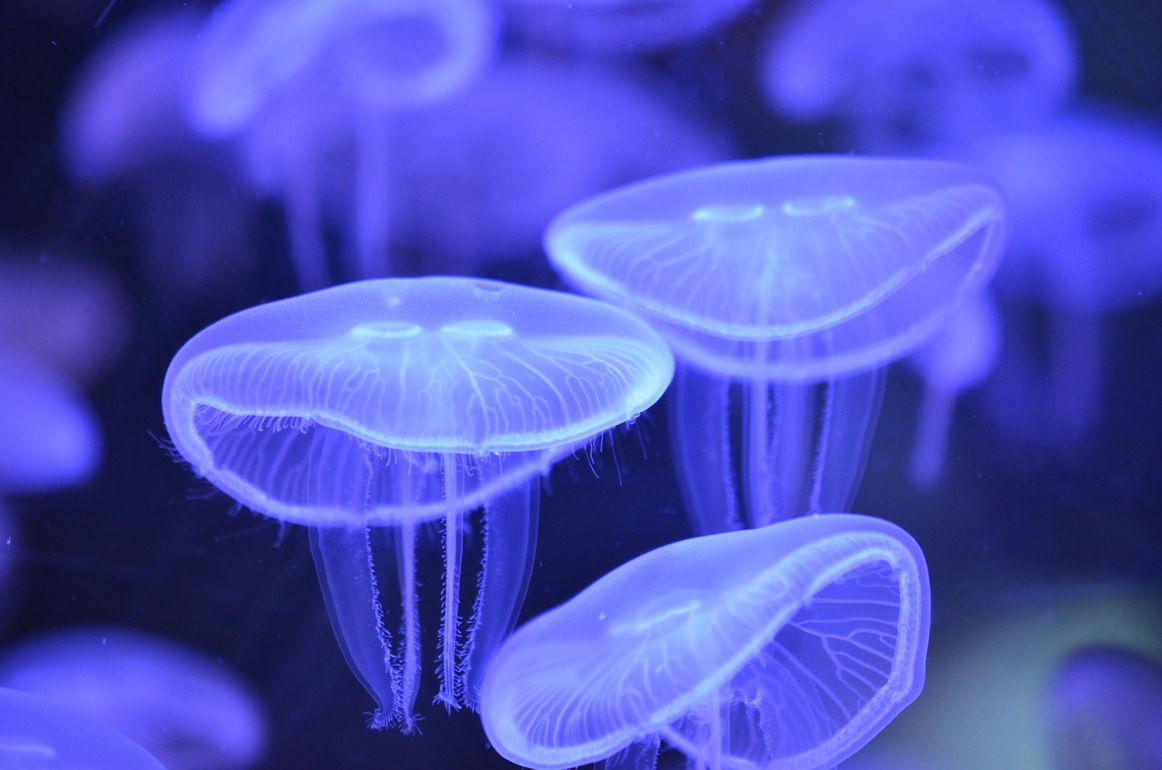 How do jellyfish reproduce? | Nausicaa