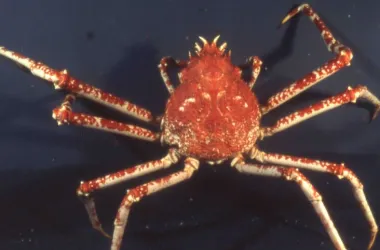 crabe-araignée géant du Japon
