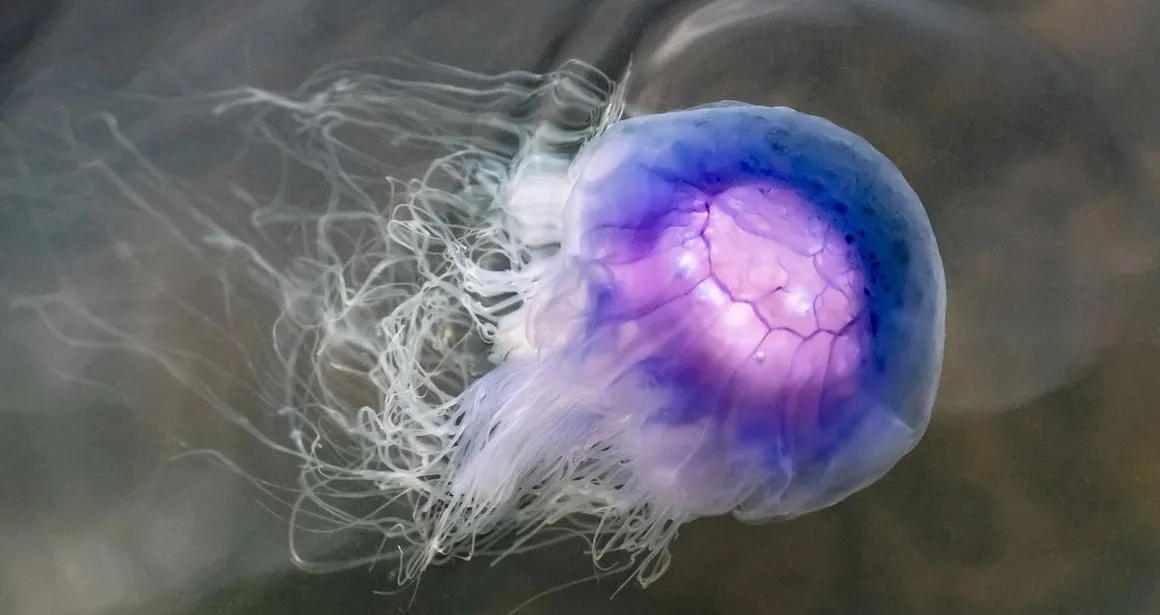 méduse cyanée bleue