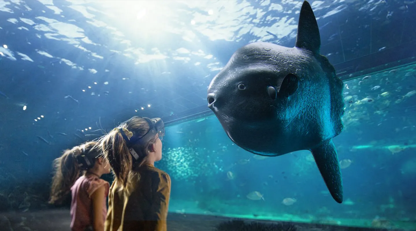 Discover the ocean sunfish, virtual animal in augmented reality