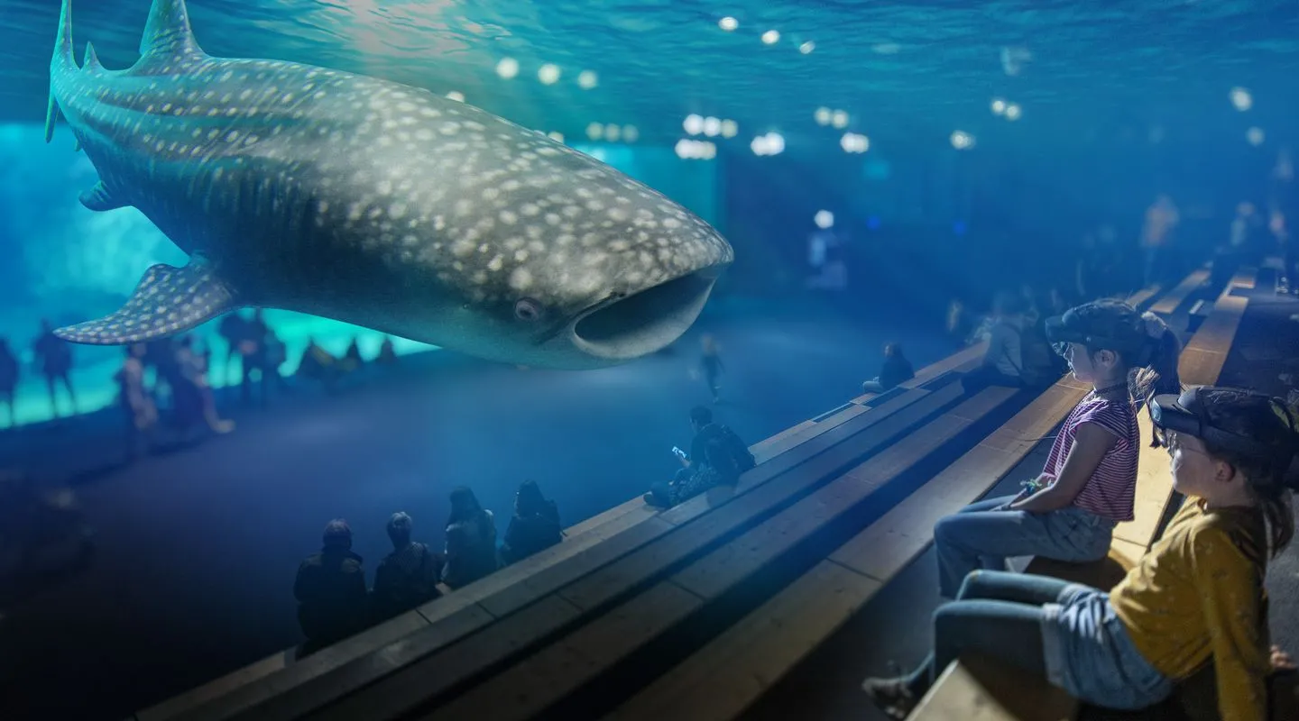 Discover the whale shark, virtual animal in augmented reality