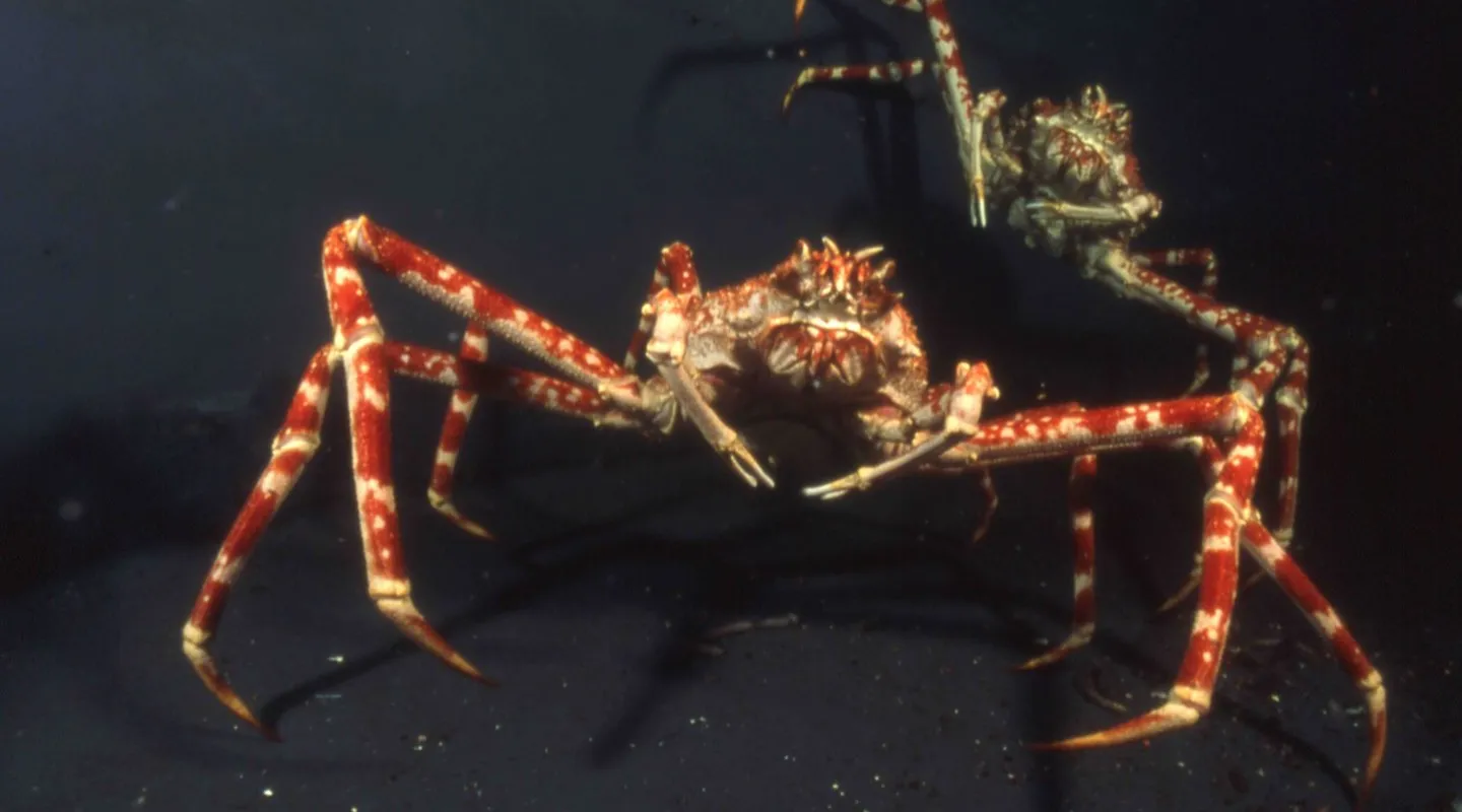 Japanese Spider Crab 