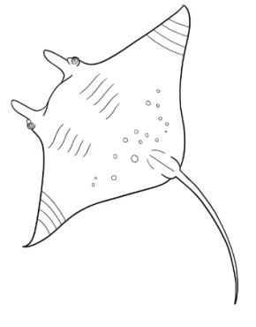 Manta Ray Coloring Page