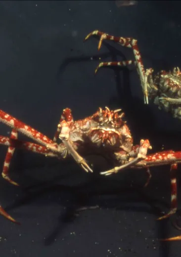 Japanese Spider Crab 