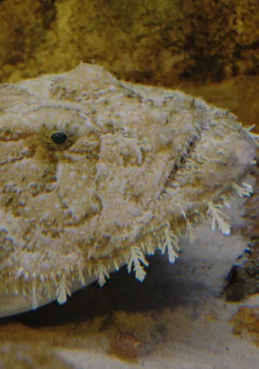 common anglerfish