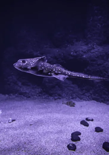 chimère tachetée ou chimère d'Amérique Hydrolagus colliei