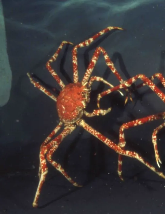 crabe araignée géant du Japon