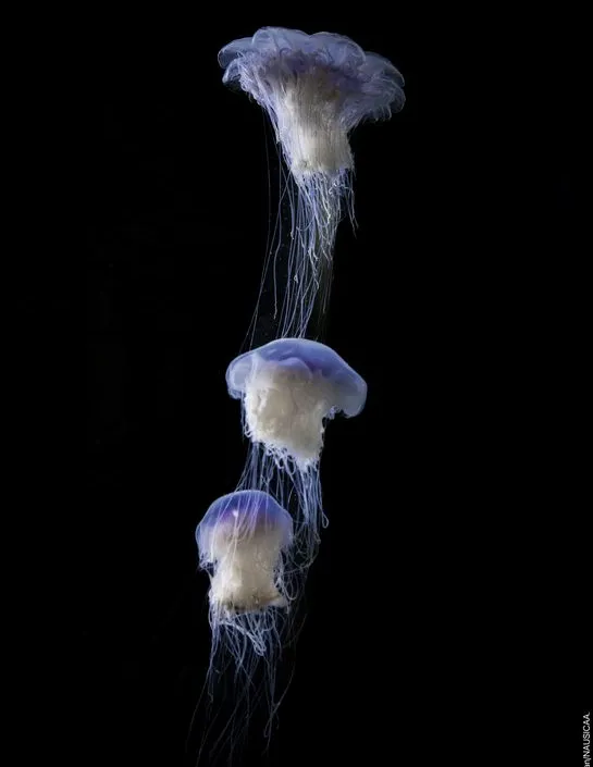 cyanée bleue méduse chevelue Cyanea lamarckii 