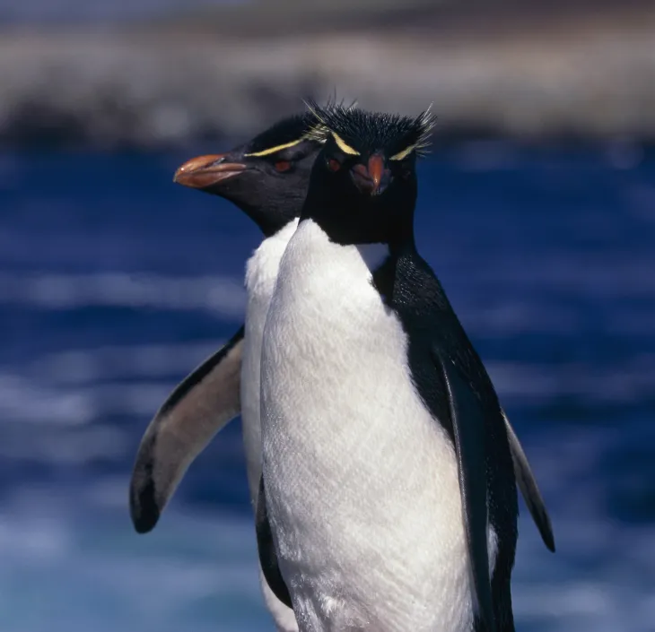 pingouin / Définition PINGOUIN