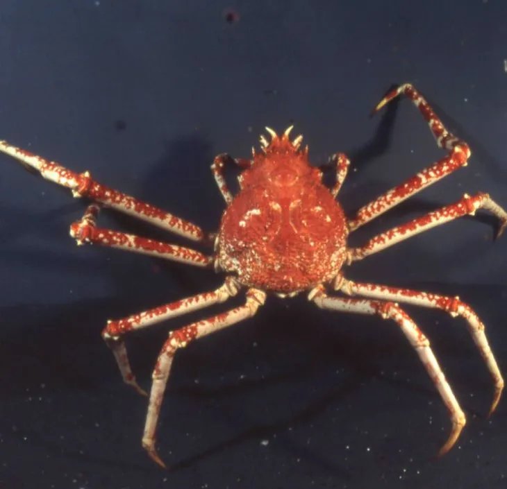 crabe araignée géant du japon