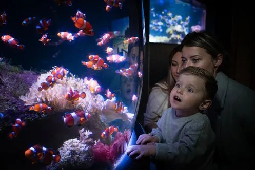 Enfant devant l'aquarium des poissons clowns à nausicaa